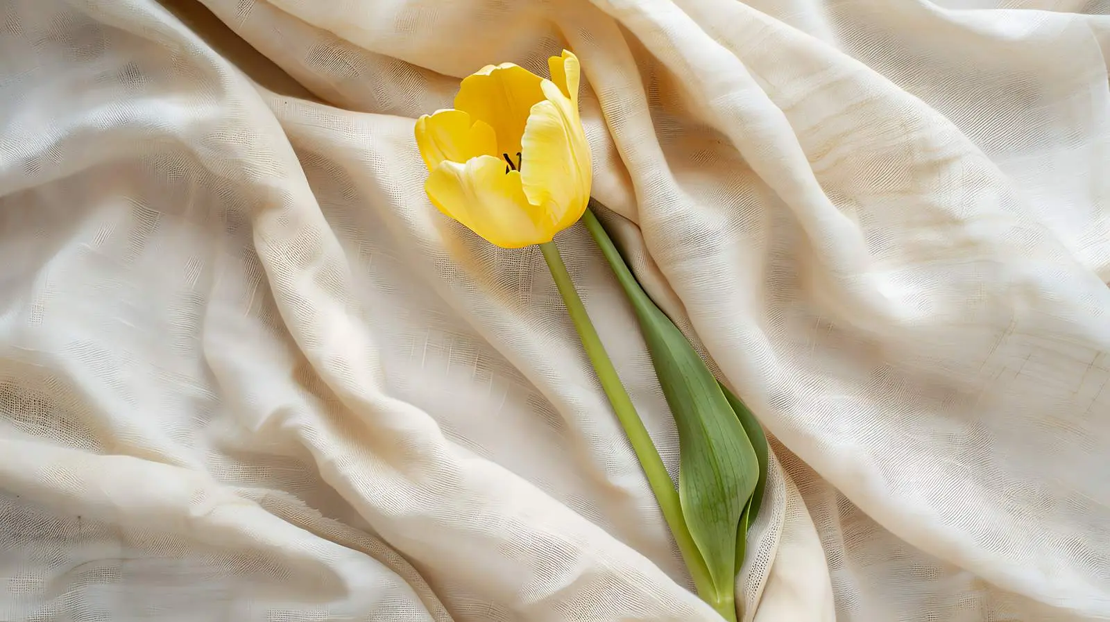 Yellow Tulip on Crumpled Beige Linen Background — free download from Dotvec