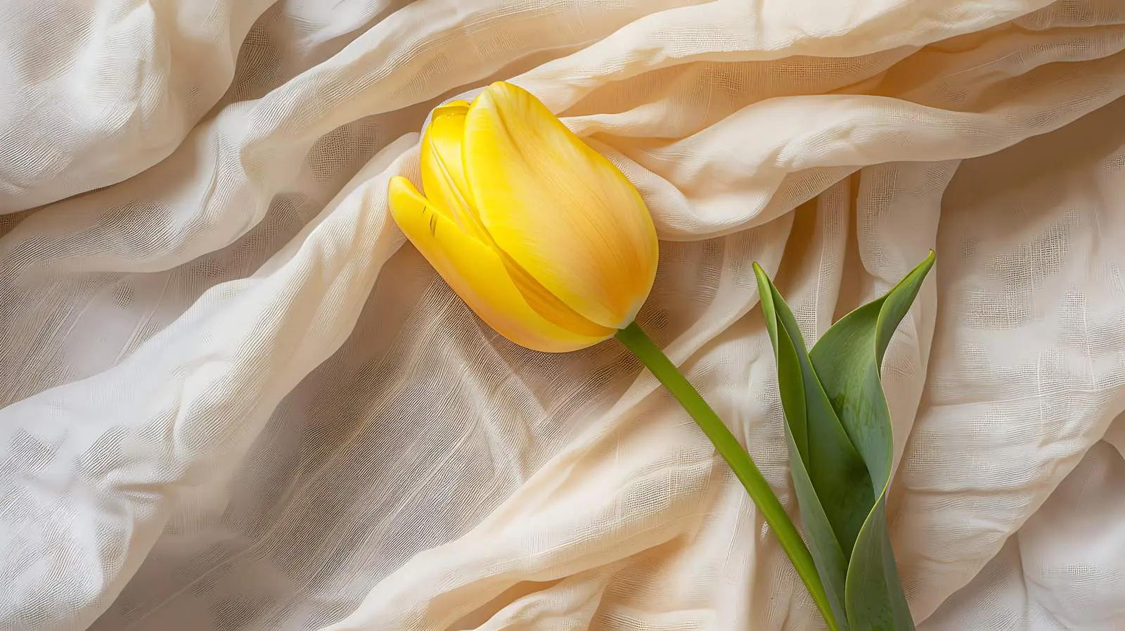 Yellow Tulip Flower on Crumpled Linen Cloth — free download from Dotvec