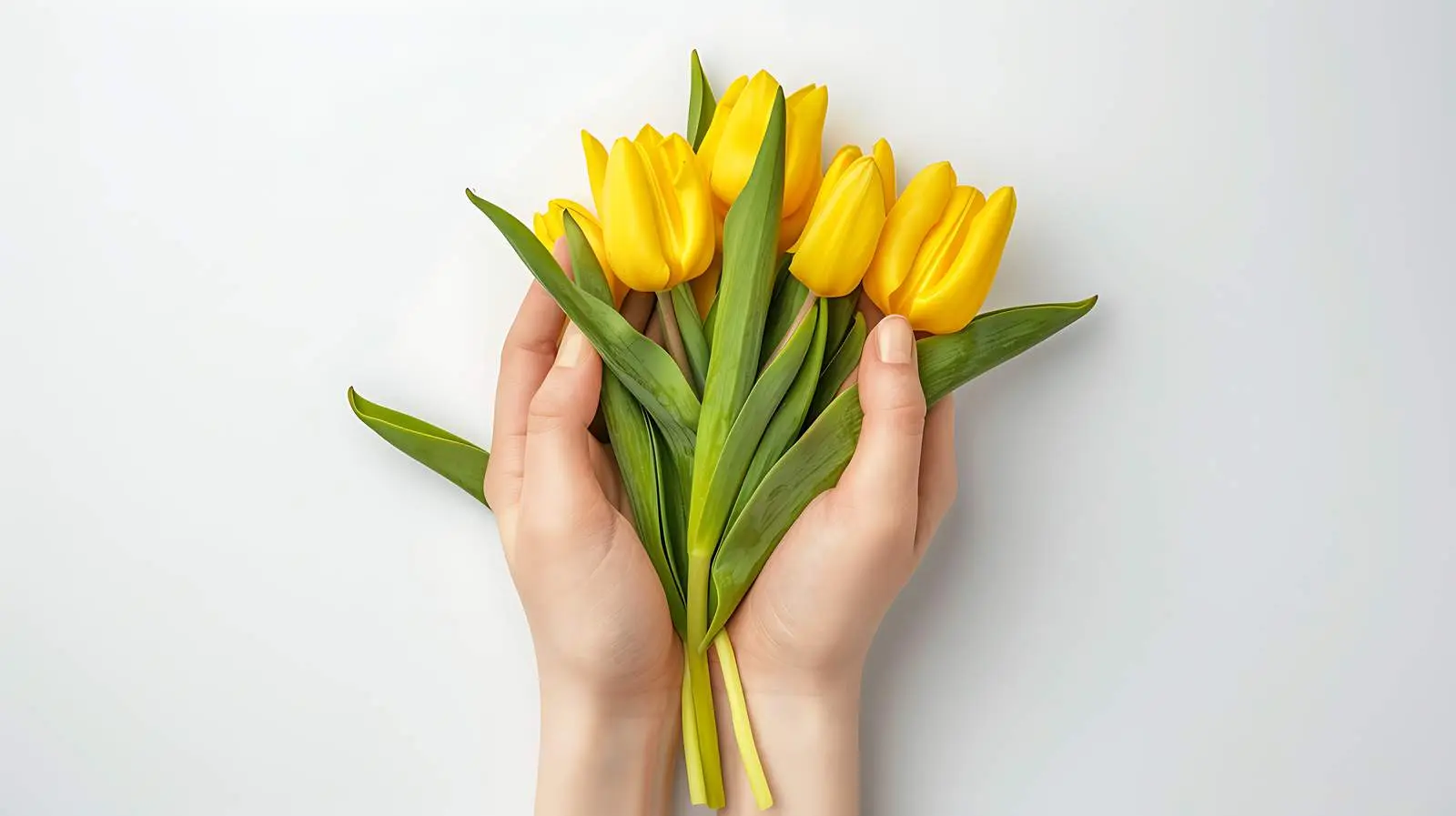 Yellow Tulip Bouquet in Women's Hands — free download from Dotvec