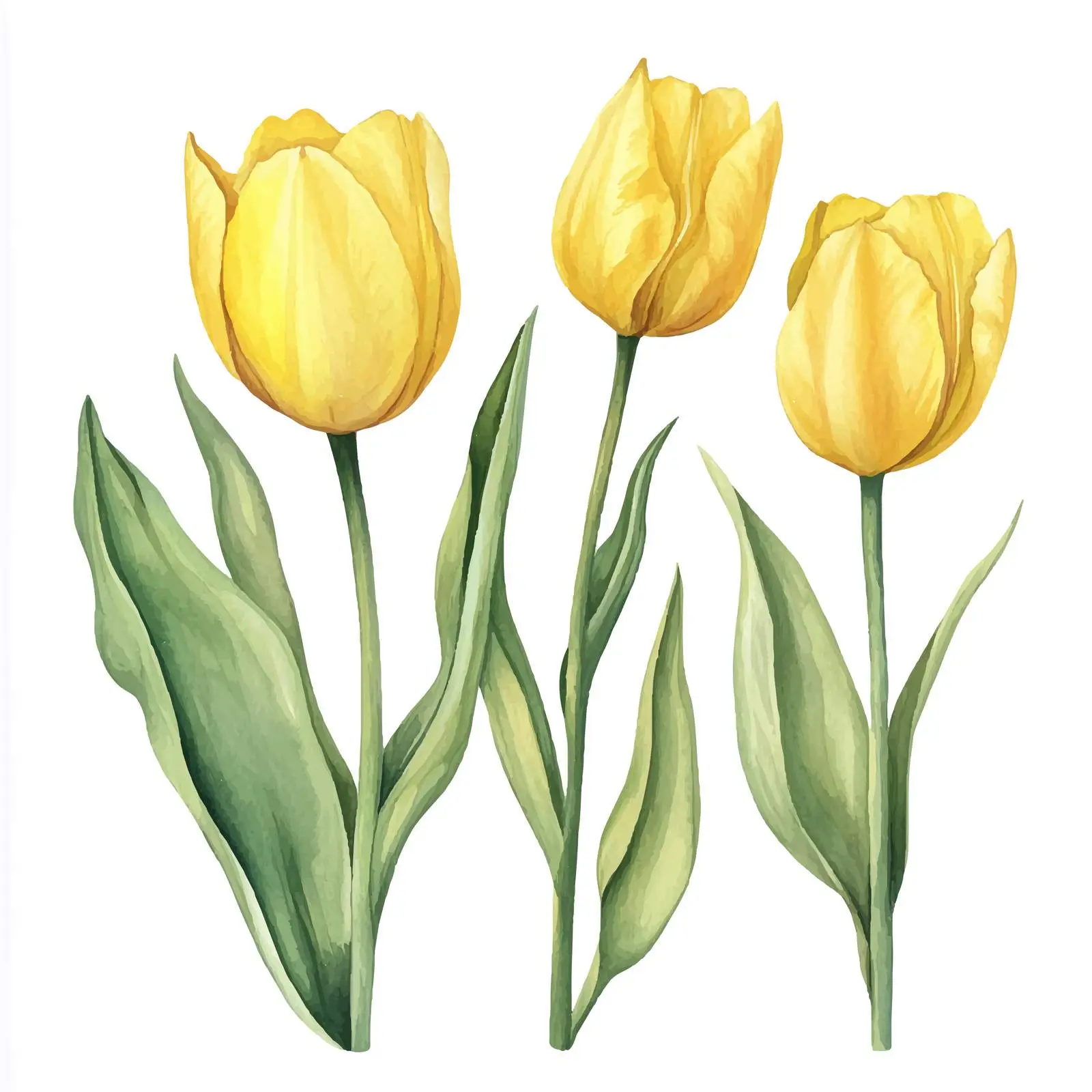 Spring Tulips Floral Vector on White Background — free download from Dotvec
