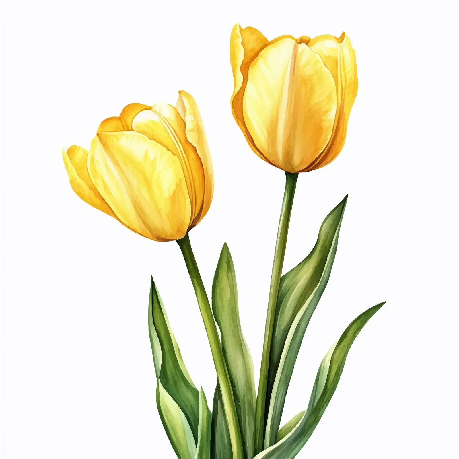 Yellow Tulips on White Background for Spring Decor — free download from Dotvec