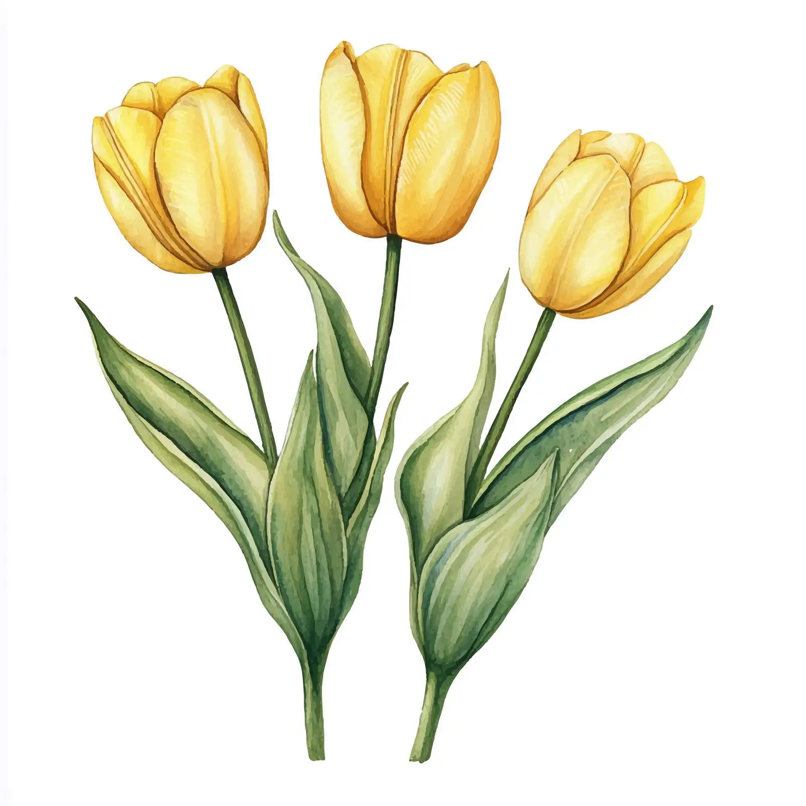 Spring Yellow Tulips on White Background — free download from Dotvec