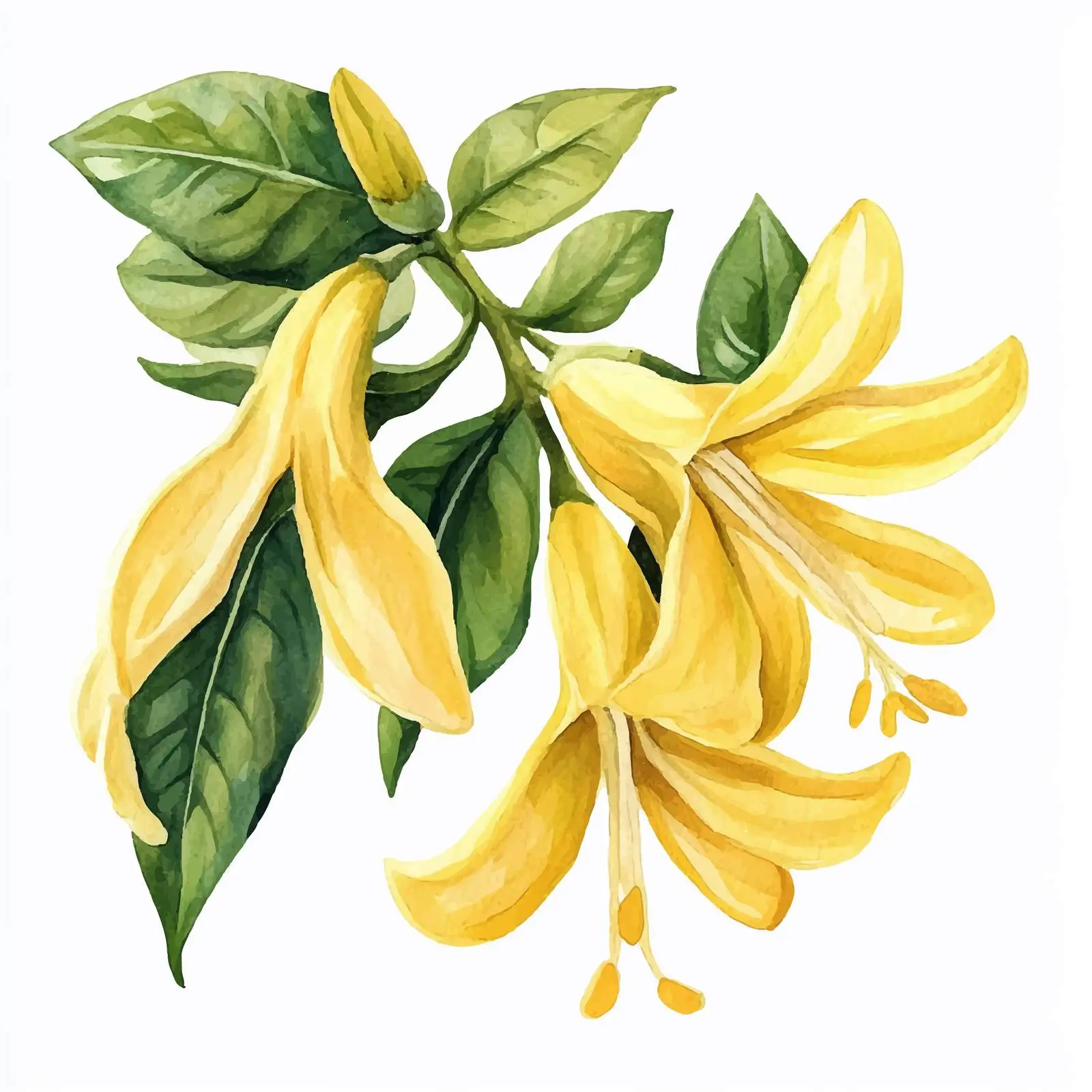 Ylang Ylang Tropical Flowers and Leaves Illustration — free download from Dotvec