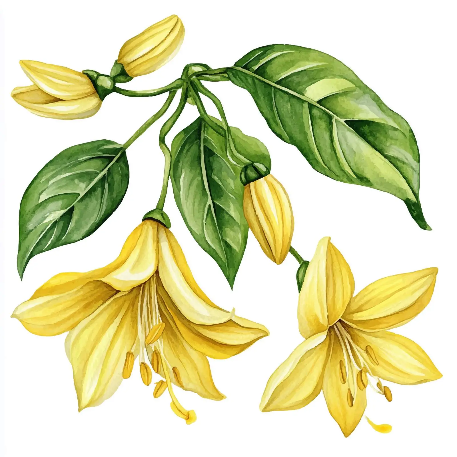 Isolated Ylang-Ylang Tropical Flowers and Leaves — free download from Dotvec