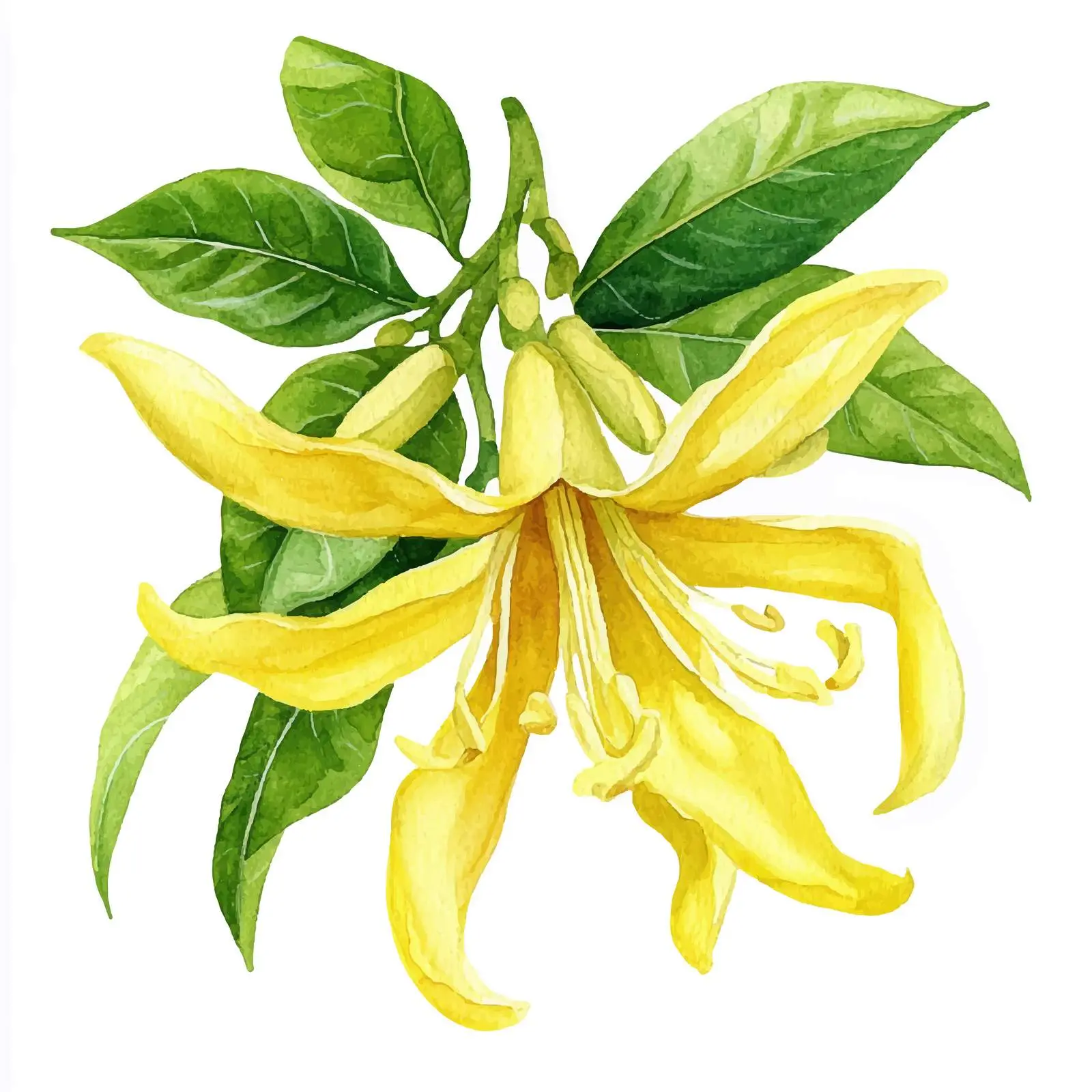 Isolated Ylang-Ylang Tropical Flowers and Leaves — free download from Dotvec