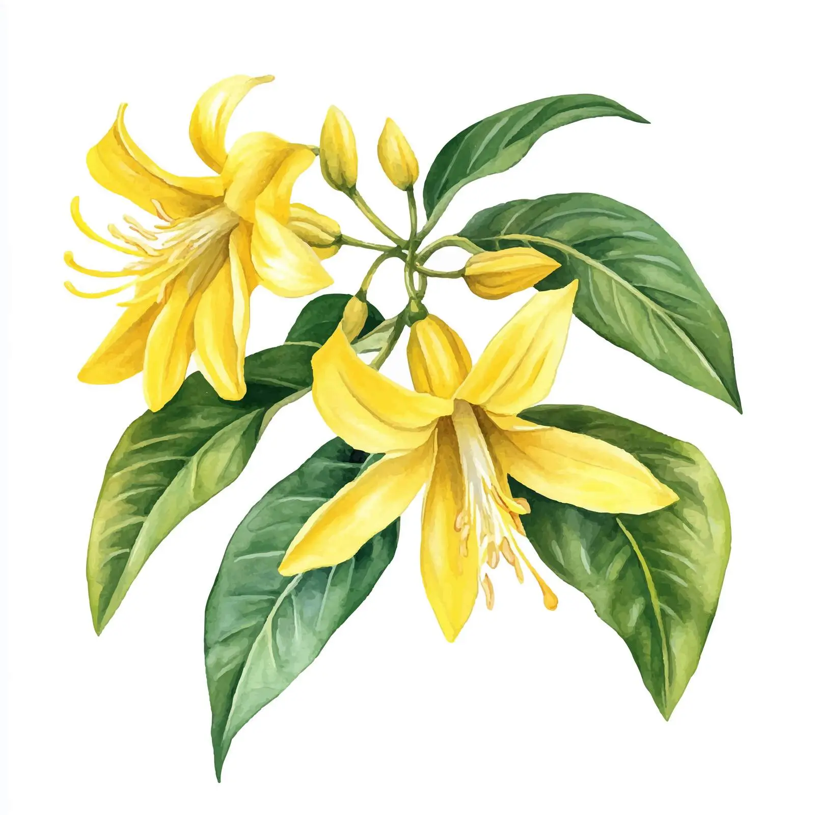 Ylang Ylang Yellow Tropical Flowers and Leaves — free download from Dotvec