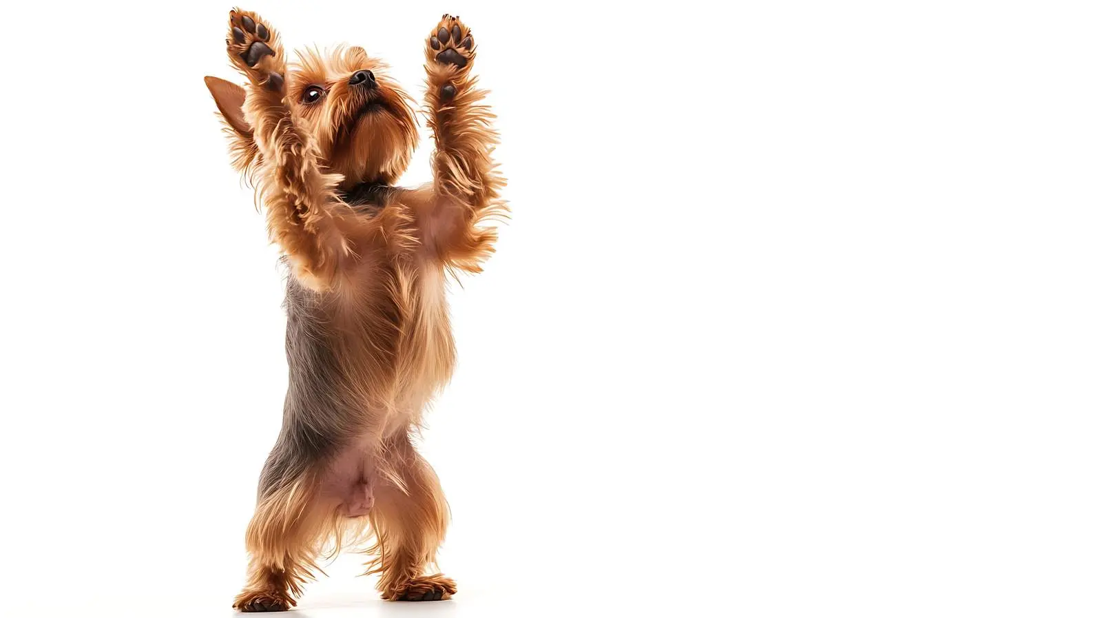 Yorkshire Terrier Standing on Hind Legs Portrait – free pup image from Dotvec