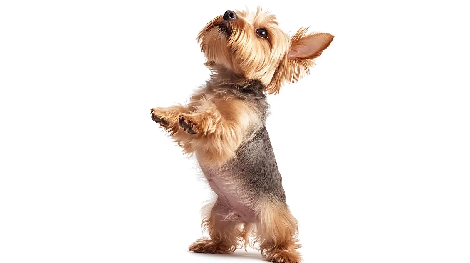Yorkshire Terrier Standing on Hind Legs — free download from Dotvec