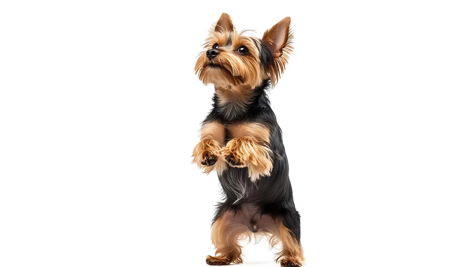 Yorkshire Terrier Standing on Hind Legs — free download from Dotvec