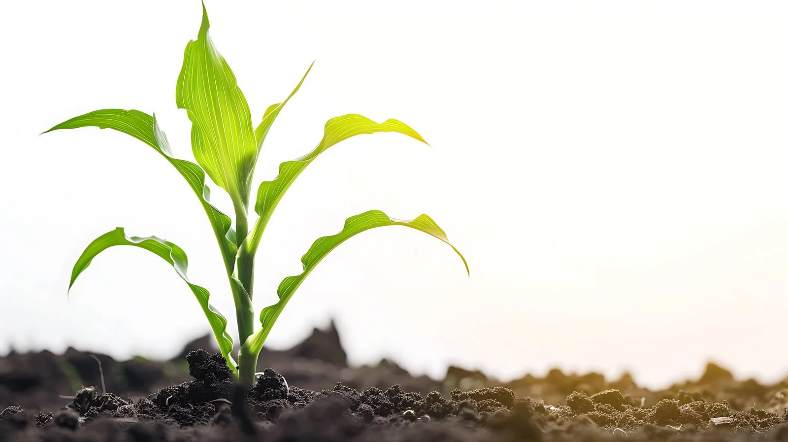 Vibrant Young Corn Plant Bathed in Morning Sunlight — free download from Dotvec