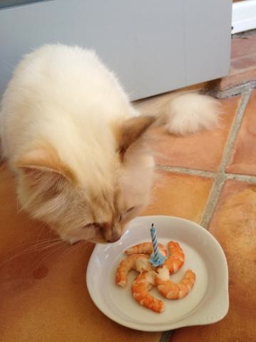 Choupette comemorou aniversário com camarões e velinhas