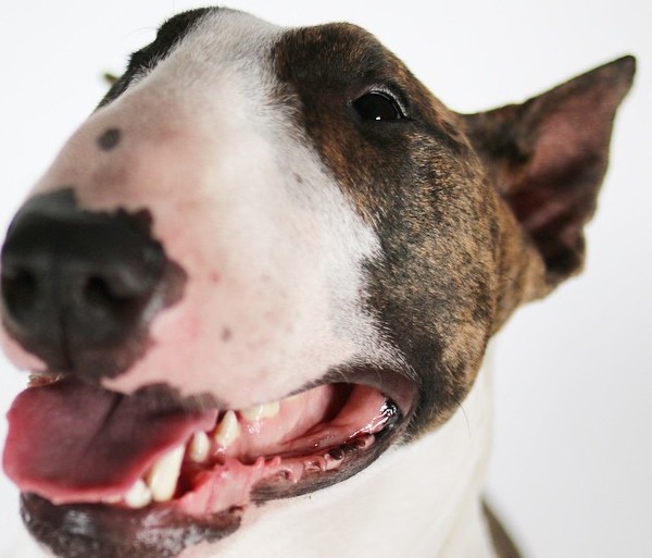 Neville Jacobs, cão de Marc Jacobs, aceita o Desafio do Gelo. Play!