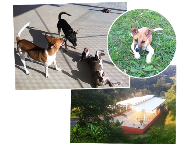 Cão Resort: um paraíso zen para os cachorros dos glamurettes