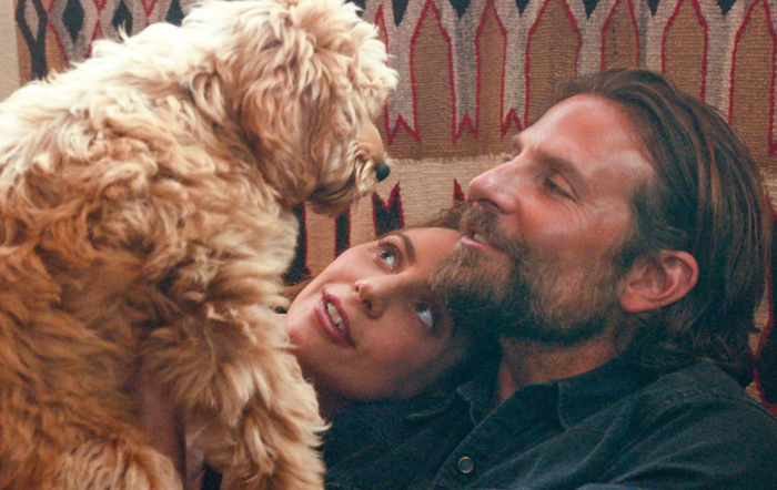 Charlie, o cãozinho de Bradley Cooper, ganha prêmio por sua participação no filme “A Star is Born”