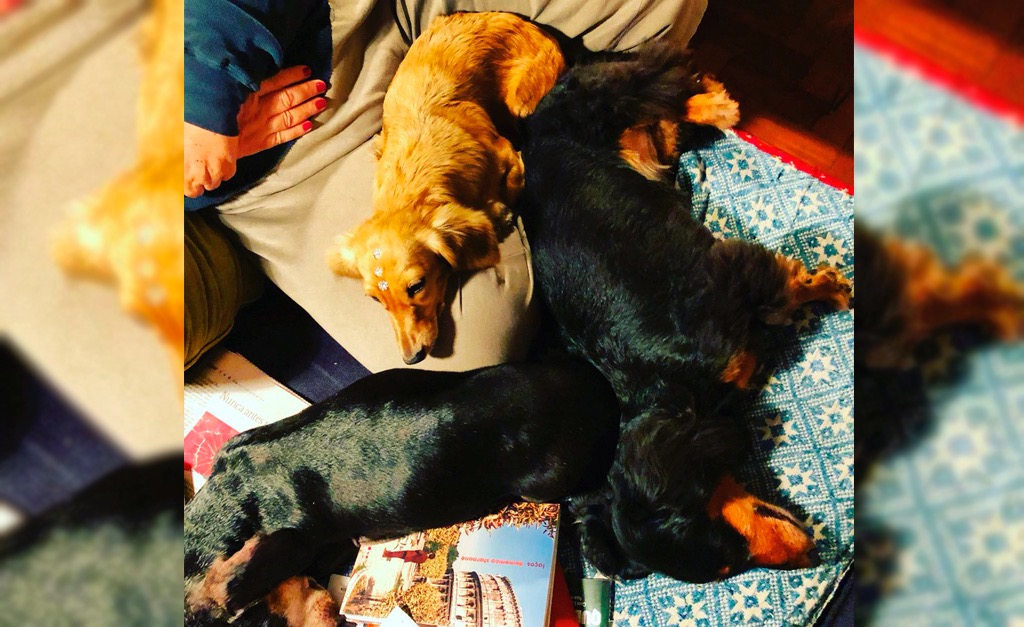 Viva! Aqui no Glamurama todo o dia é Dia Mundial dos Animais…