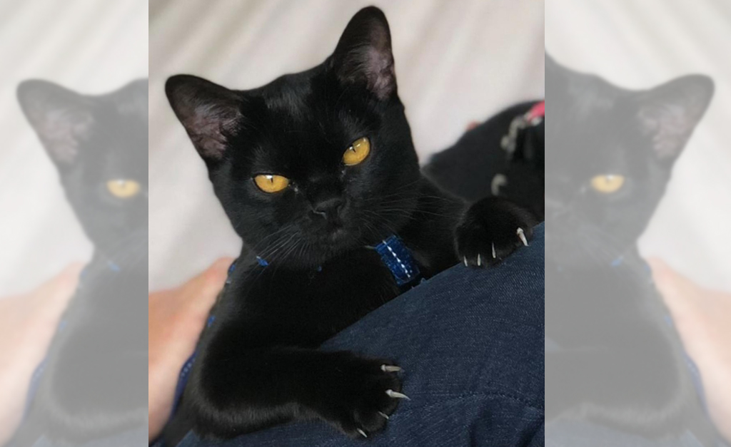 Conheça melhor a raça de Léon, o gatinho que está arrancando suspiros em ‘O Sétimo Guardião’