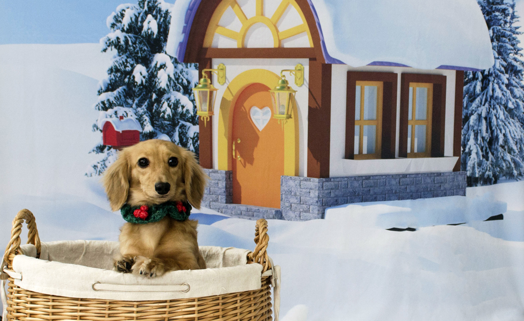 Mascotes do Glamurama posam para ensaio fotográfico de Natal. Quer igual para seu pet? Vem ver