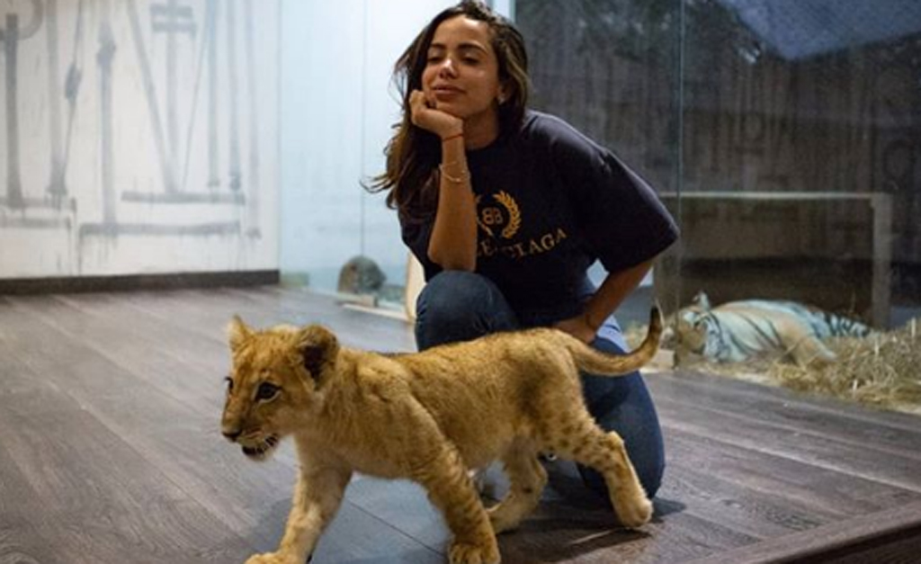 Anitta encurralada por leões e tigres no México! Oi? Entenda o que aconteceu