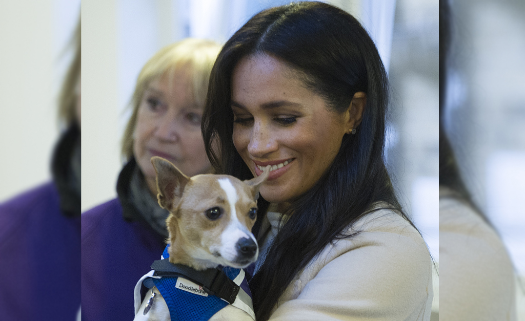 ‘Efeito Meghan’ afeta vida de cachorrinha em abrigo para pets abandonados na Inglaterra