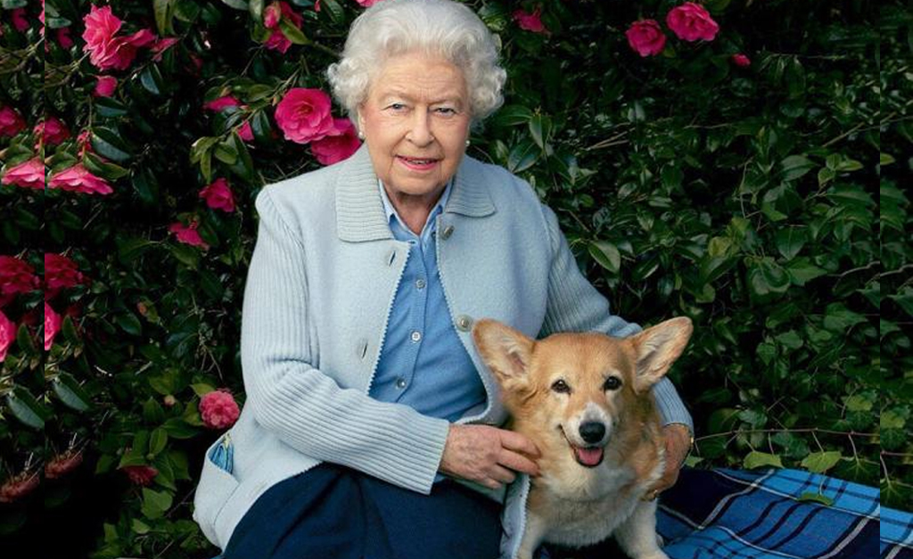 De tratamentos especiais e refeições gourmet, saiba tudo sobre os cães da Rainha Elizabeth, que levam vida de reis