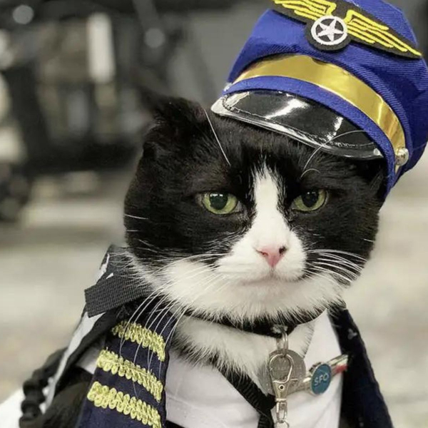 Aeroporto contrata gato de 14 anos para dar um help aos passageiros ansiosos: ‘Me acaricie’