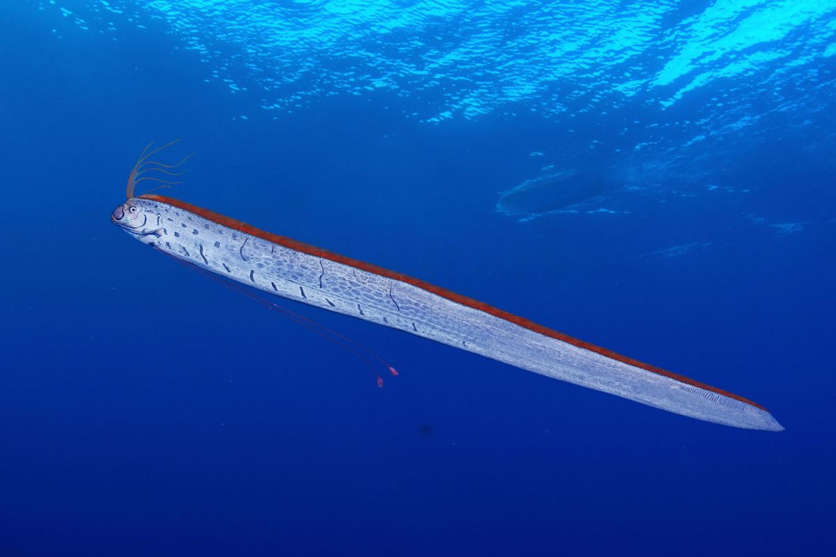 Peixe-remo "previsor" de desastres naturais surge em praia vietnamita