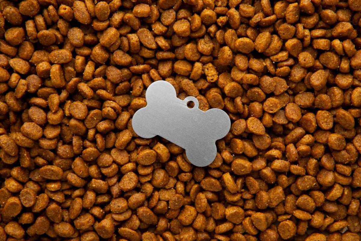 Cachorro invade reportagem e tenta desligar transmissão; veja vídeo