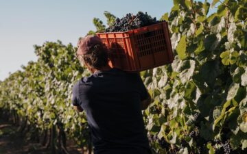 Vinhos uruguaios ganham espaço no Brasil e chegam em peso à ProWine São Paulo