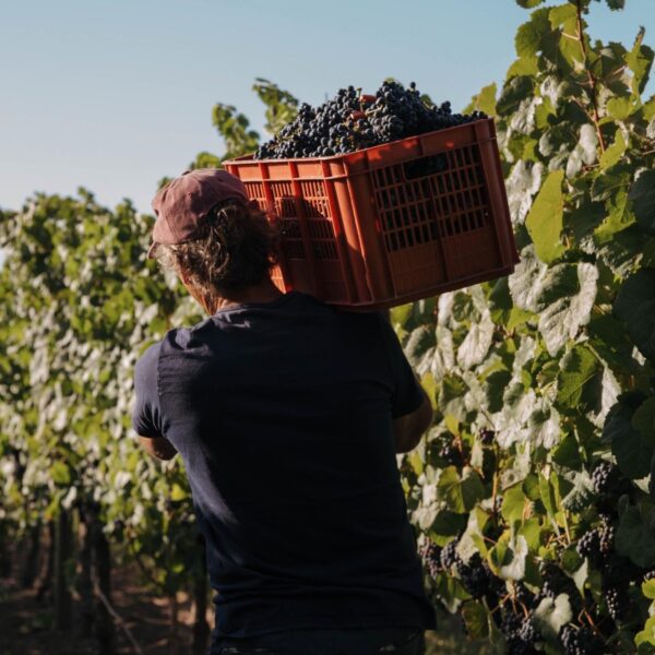 Vinhos uruguaios ganham espaço no Brasil e chegam em peso à ProWine São Paulo