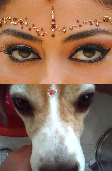 Pet Shop entra na moda de Caminho das Índias