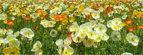 A Artefacto inaugura neste domingo, na Avenida Brasil, nos Jardins, a loja Artefacto Beach&Country. Com 5.000 metros quadrados, o espaço é especializado em peças com design exclusivo para decoração de casas e campo e praia. Ah, e será o maior da América L