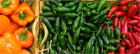 A praia de Camburi, em São Sebastião, organiza a 9ª edição do já tradicional Festival Camburi Gastronômico. Antecipando a temporada de verão, o evento será realizado de 13 a 22 de novembro e terá a participação de cinco restaurantes: Antigas, Cantinetta,