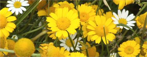 Glamurama descobriu detalhes de um dos eventos mais bacanas deste fim de semana: a renovação dos votos de casamento de Regina Casé e Estevão Ciavatta. Para começar, a atriz vai usar um vestido assinado pela estilista Adriana Barra. Estevão, por sua vez, u