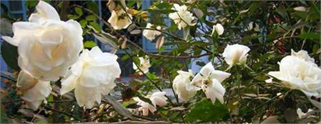 Teve festão dos bons nesse sábado, em Uberaba, em Minas Gerais. Virgilio Arthur Castro Cunha Junior, filho de Tania Bulhões e Virgilio Castro Cunha, se casou com Monica Mendes Martins, filha de Sandra e Paulo Martins.