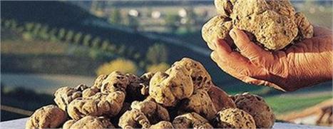 Começou a temporada de trufas brancas no restaurante Fasano. E o que Glamurama tem a dizer? Que foi convidado especial de Rogerio Fasano para um jantar e que as trufas estão melhores do que nunca.