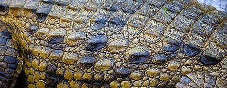 Hermès é acusada de monopolizar o mercado de peles de luxo.