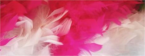 O canal Comissão de Frente está recheado de notícias sobre tudo o que rolou no Carnaval de Salvador, de Florianópolis e do Rio.