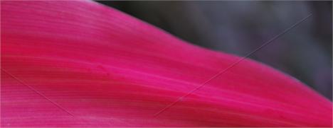 ONG Orientavida lança a Campanha Pense Rosa.