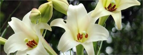 Glamurama lamenta a morte de Maria Amélia Arruda Botelho de Souza Aranha, a Mabsa