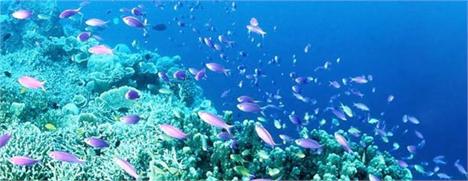 O livro “O Peixe-Pintor” foi escrito pelo fofo do Francisco Steizer, que tem só 9 anos