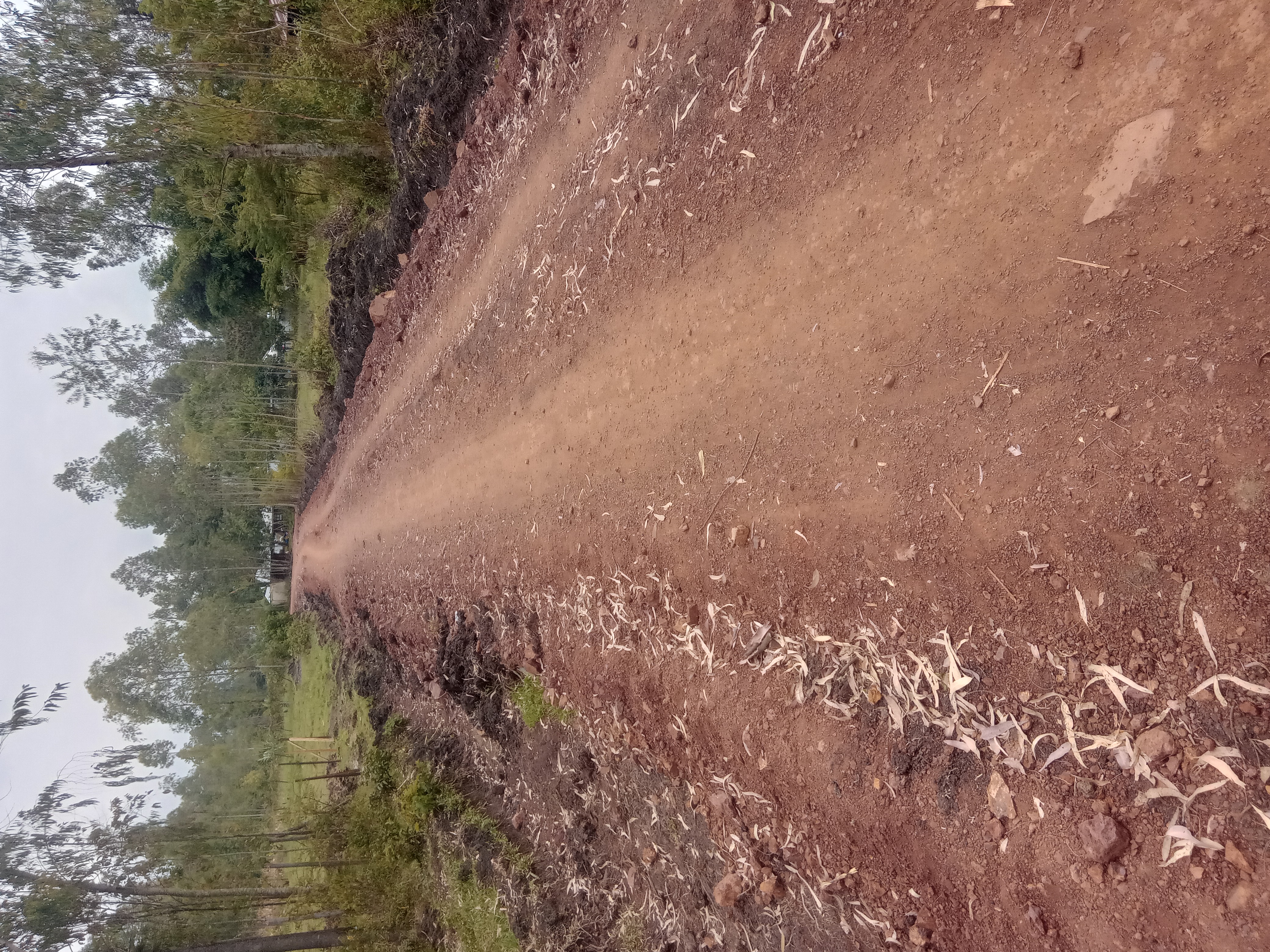 Rangenya rimu road