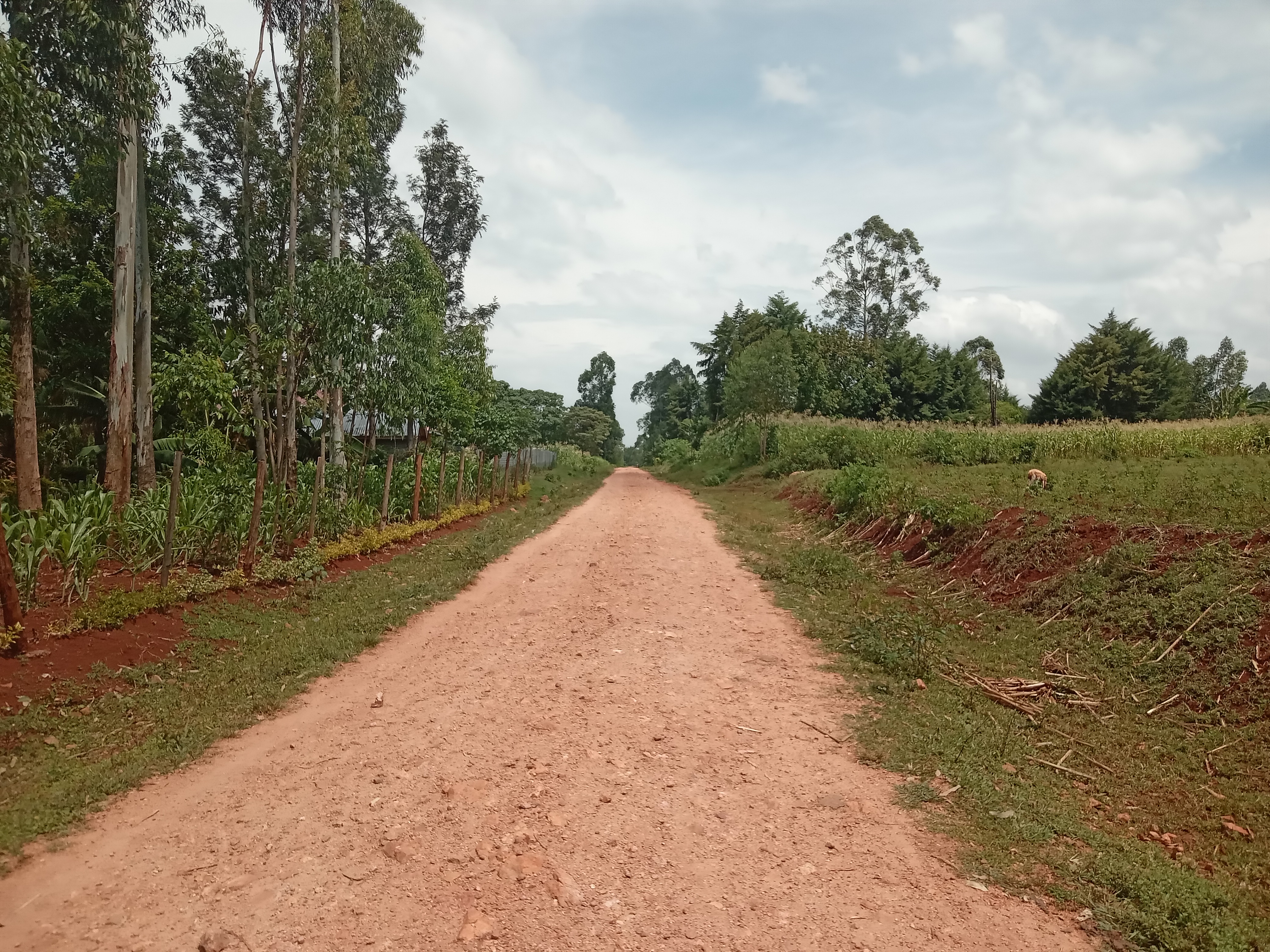 Mikai- Kajoroho- Mariwa- Muga Jwelu Road
