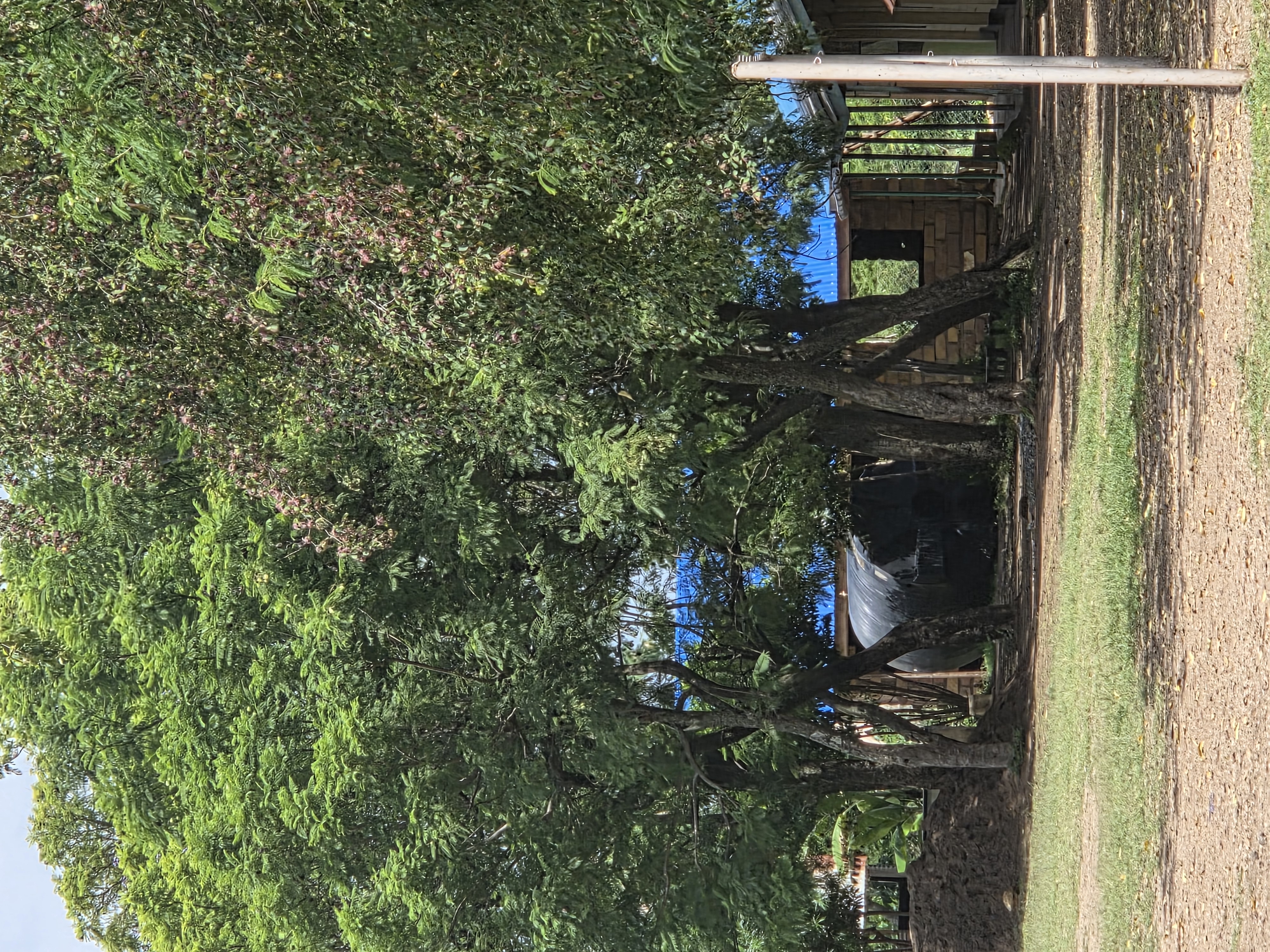 Legacy Path kibiri - education #708671243