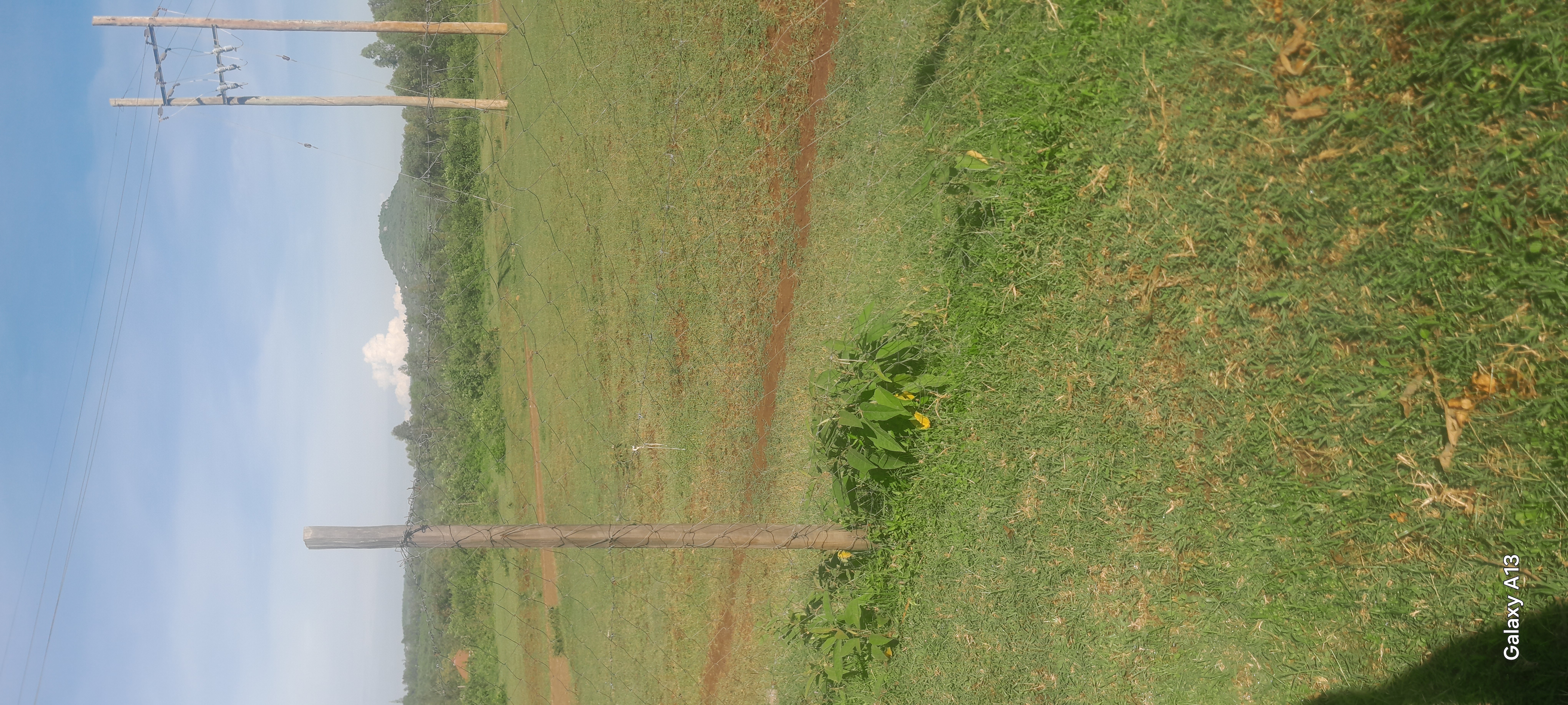 Aorachuodho cattle auction ring