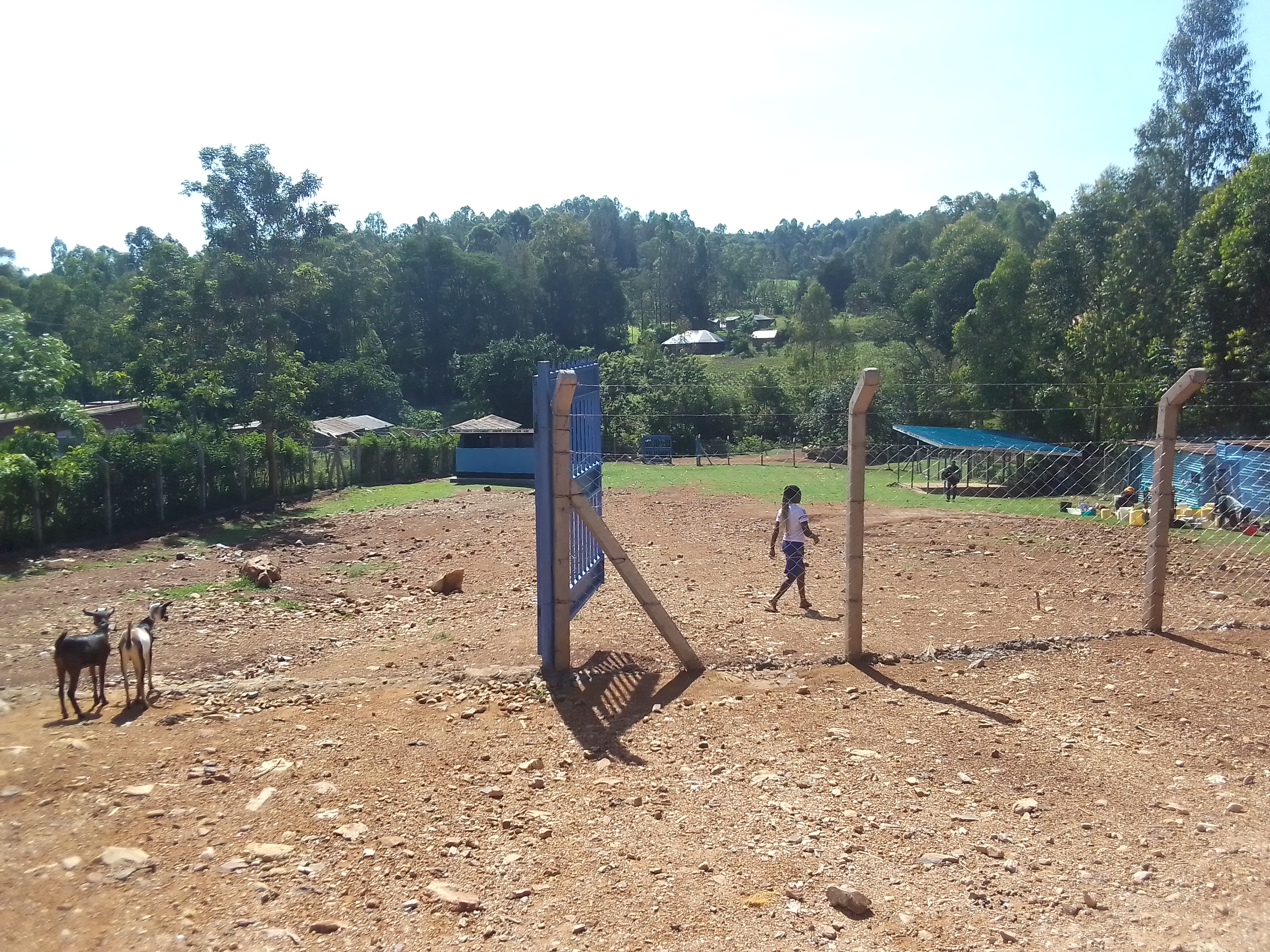Rangwe cattle auction ring