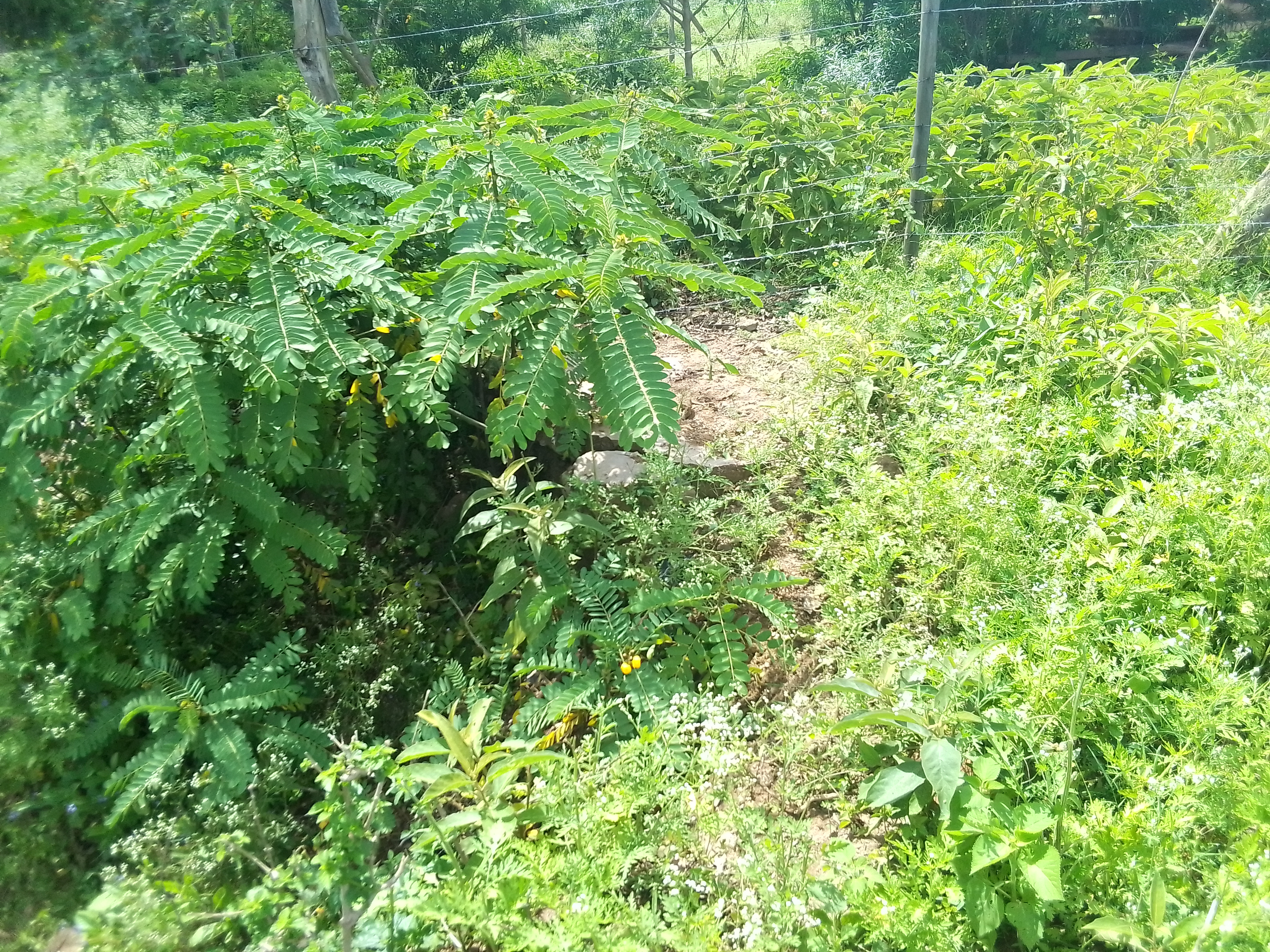 Ogumo- market pit latrine