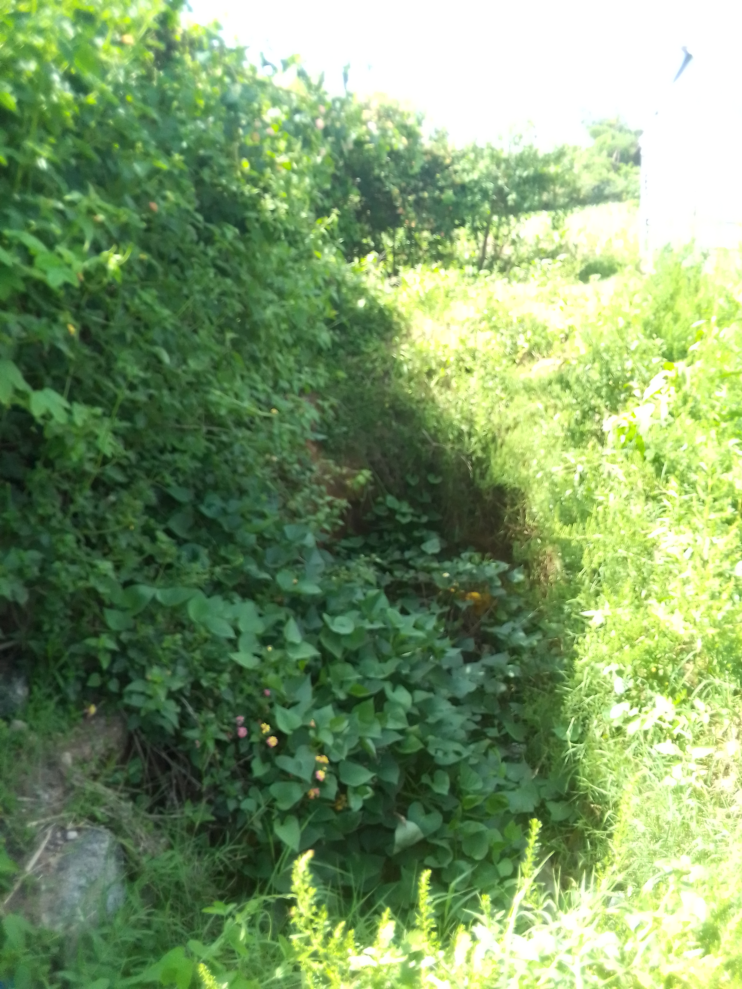 Omoche market pit latrine