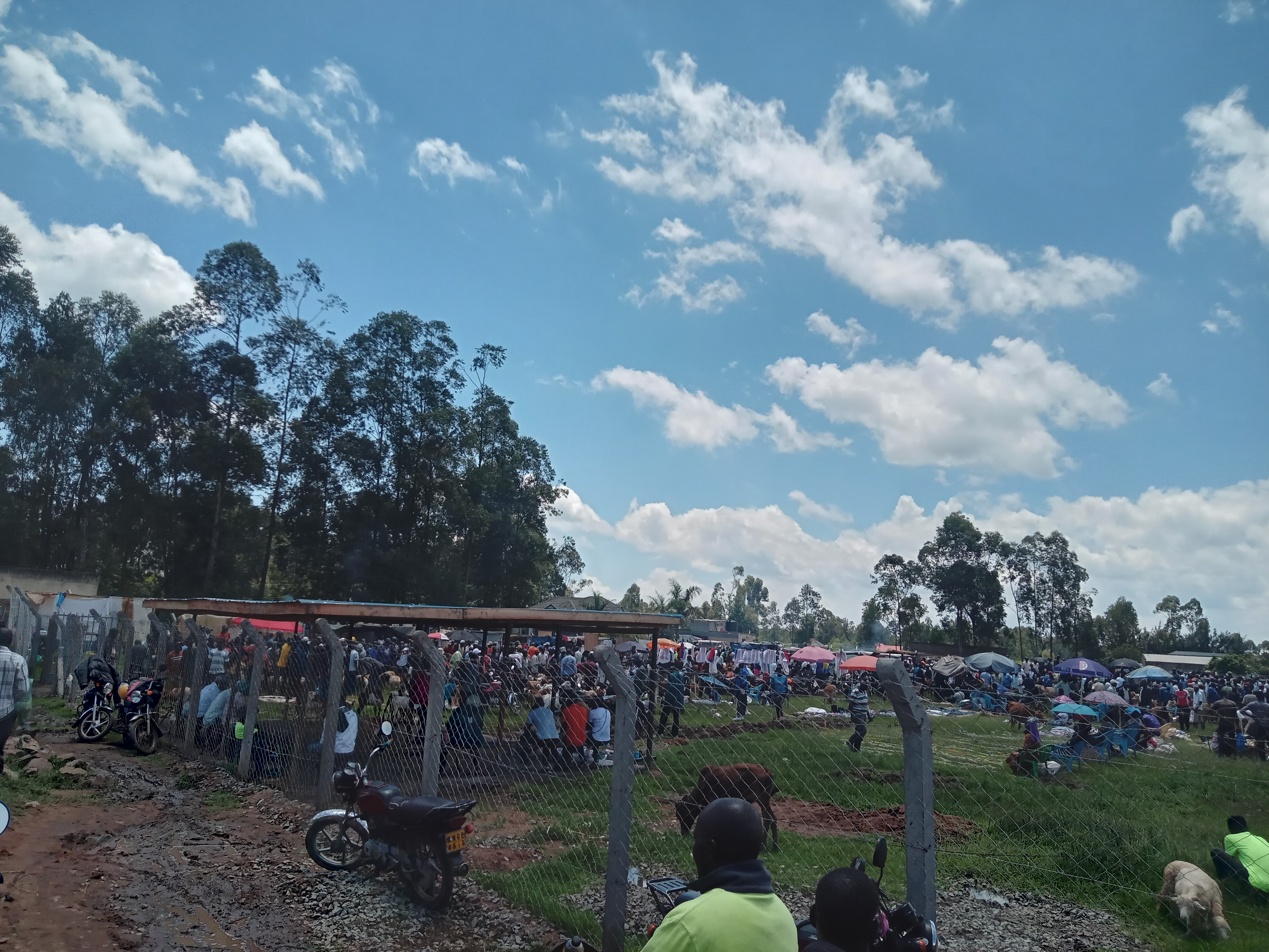 Fencing and shade of Maram Cattle Auction Ring