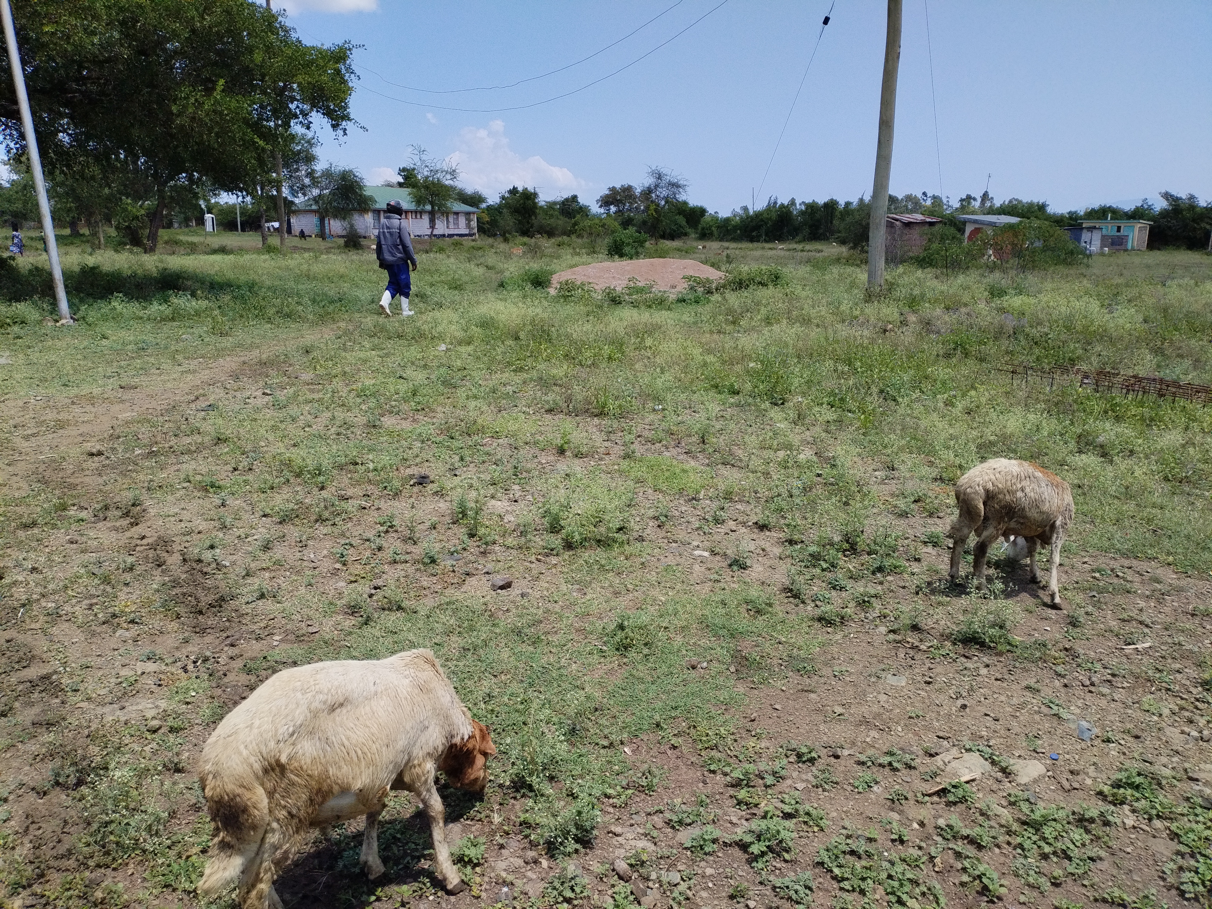 Negrito Market