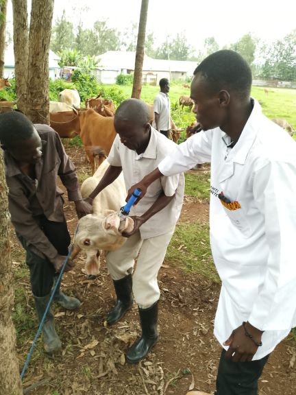 15,000 Cattle to Receive Vaccines, Deworming in County Animal Health Campaign